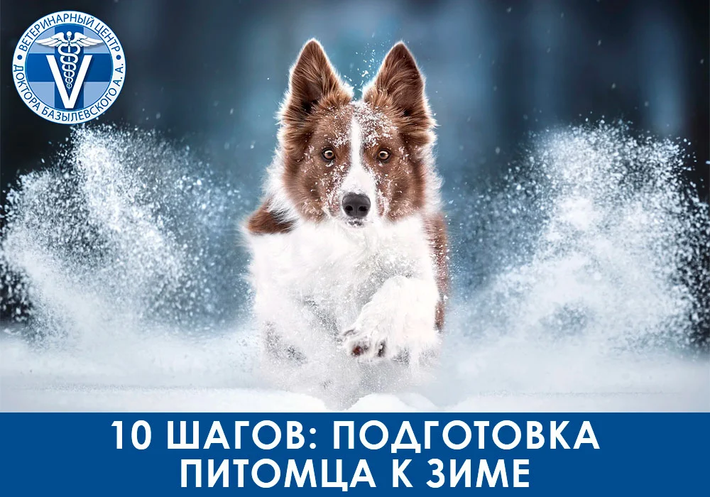 подготовка питомца к зиме