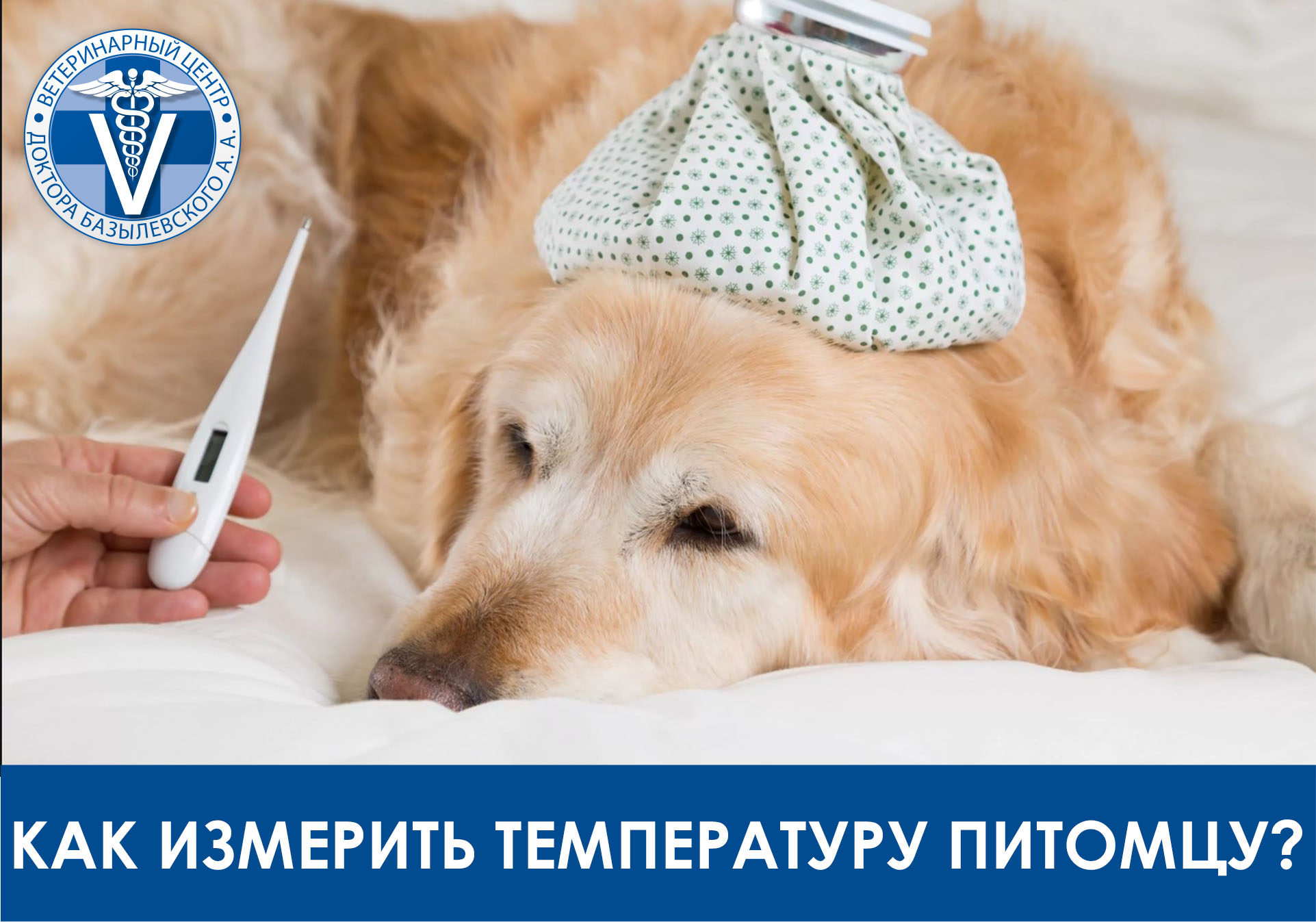 как измерить температуру питомцу