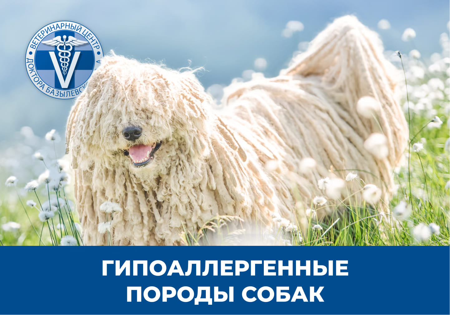 Собака с большой шерстью