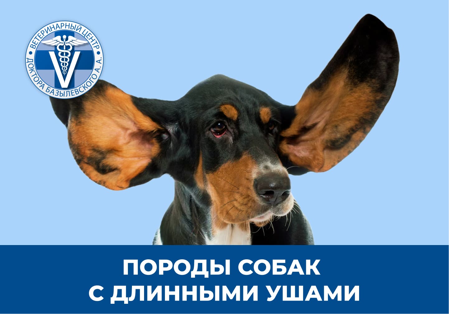 Собака с длинными ушами